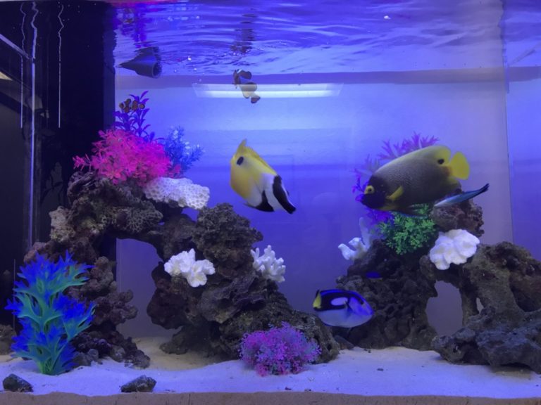 青い照明の海水魚水槽を泳ぐ黄色い魚と岩組レイアウト