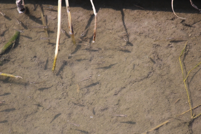 泥底の浅瀬を群れで泳ぐ野生のメダカと水生植物の茎