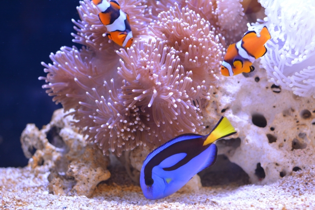 イソギンチャクとクマノミやナンヨウハギの泳ぐ海水槽