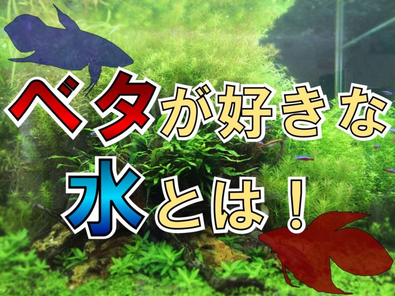 ベタが好きな水とは！の文字と水草水槽の見出し画像