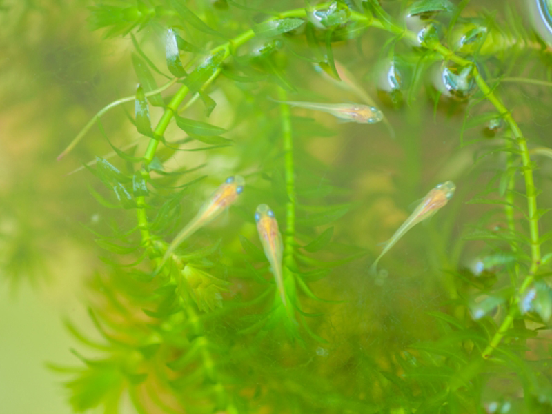 水草の間を泳ぐ数匹のメダカの稚魚