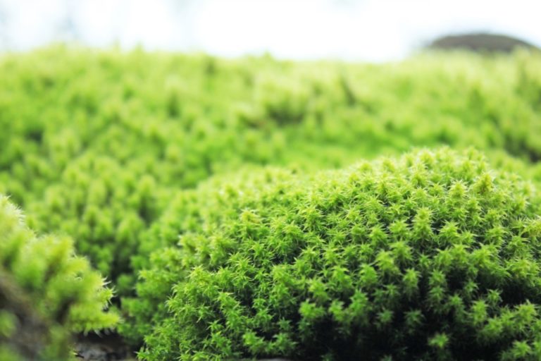明るい緑色をした星型の葉が密集する苔の群生