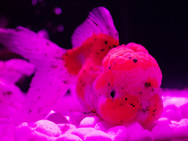 ピンクの照明に照らされた肉瘤のある金魚と白い底石