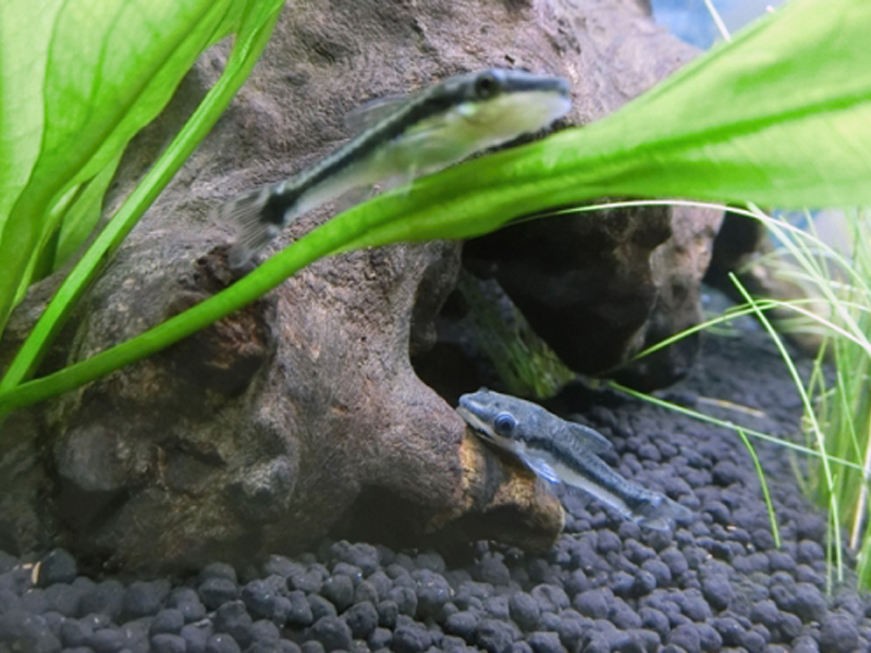 流木と水草の間にいる2匹のオトシンクルスの仲間