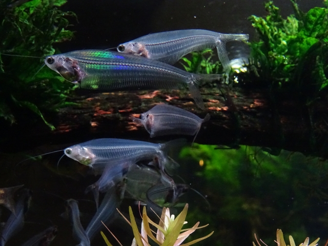 水草水槽を泳ぐ体が透明なナマズの仲間と流木