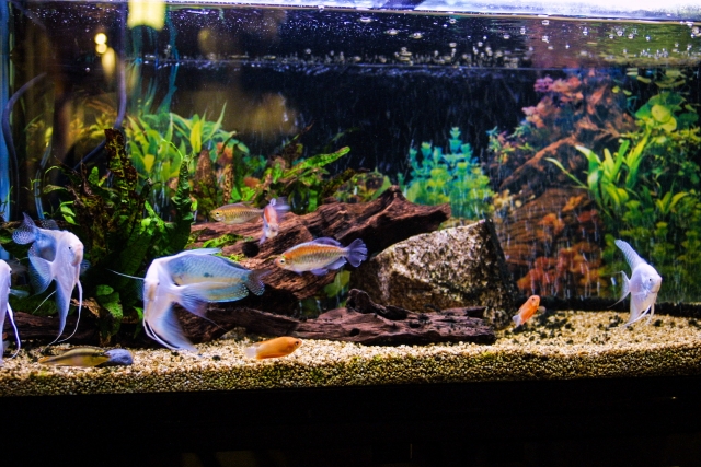 エンゼルフィッシュや水草が泳ぐ流木レイアウトの水槽