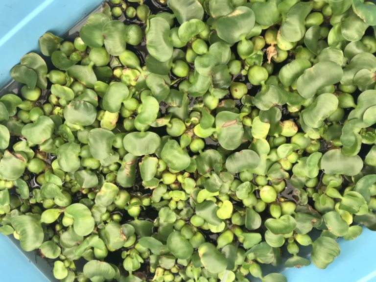 青い容器の水面に密集する浮き草のホテイアオイ群生