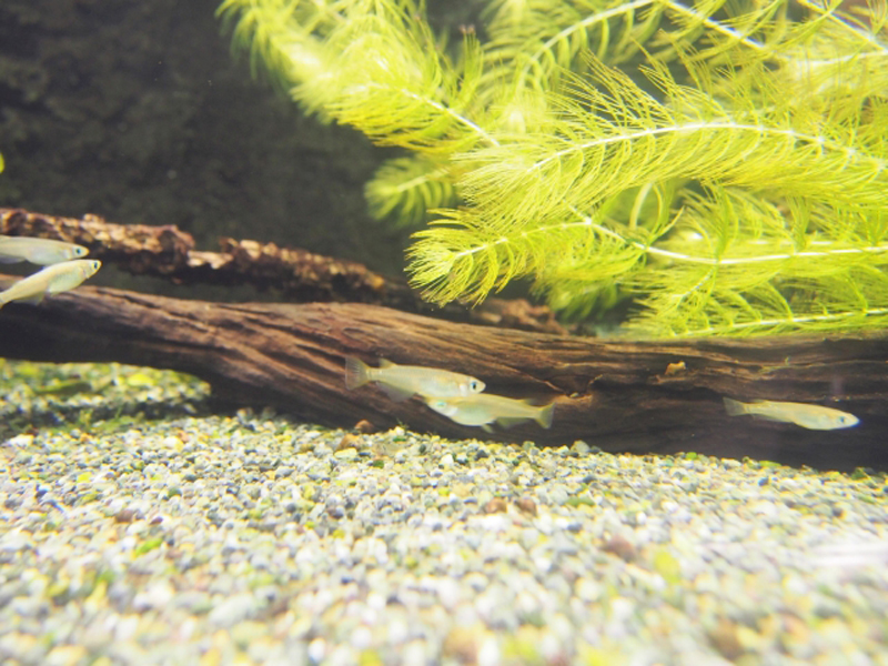 水草と流木がある水槽内を泳ぐ数匹のメダカ