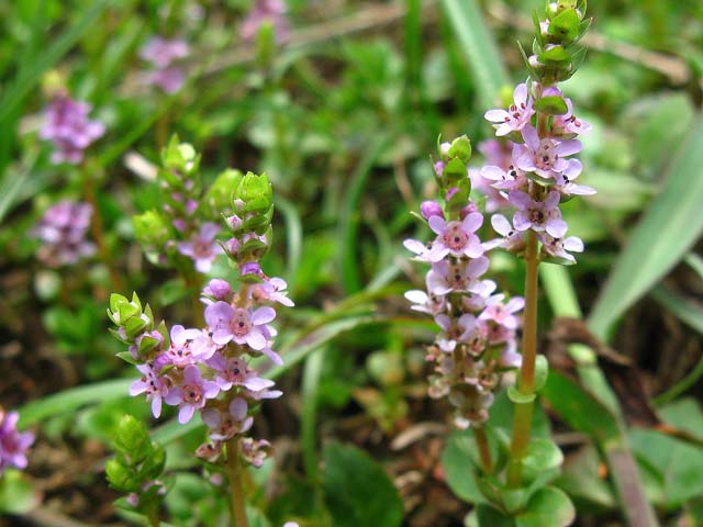 湿地に群生する薄紫色の小さな花を咲かせた水草の仲間