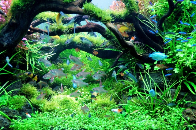 流木と水草が茂る水槽内を泳ぐネオンテトラの仲間と熱帯魚群