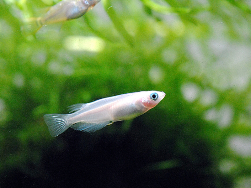 水草を背景に泳ぐ白いメダカと水槽内の緑色の水草