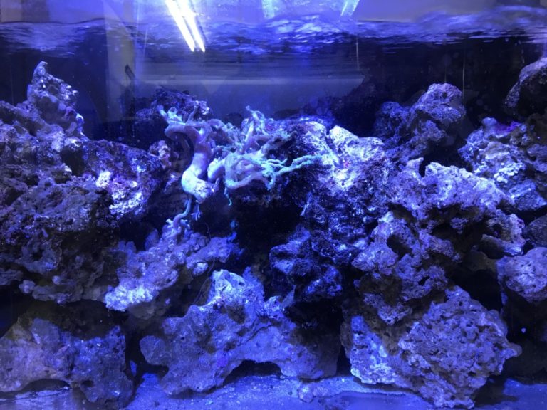 青い照明に照らされた海水魚水槽内のライブロックの山