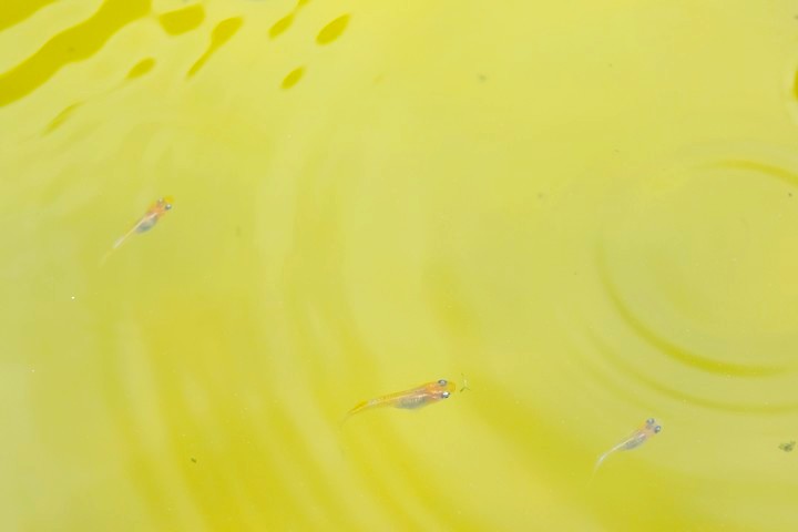 波紋が広がる黄色い水面を泳ぐ数匹のメダカ