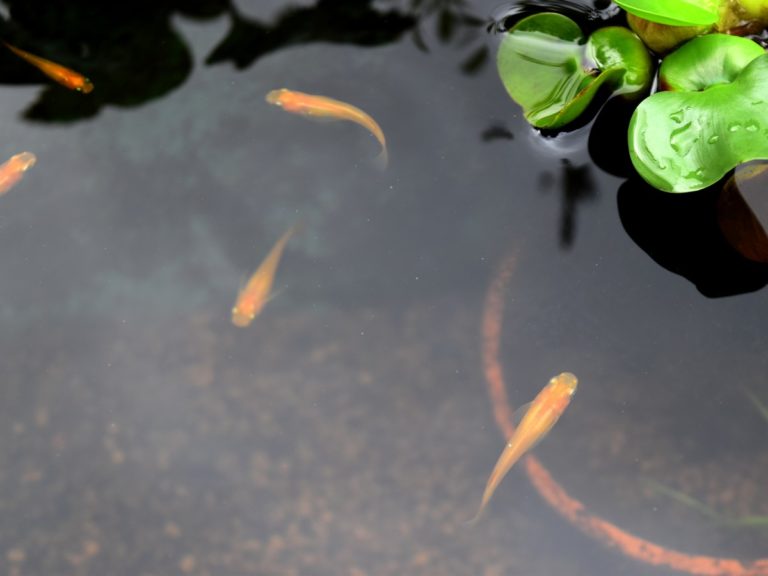水面に浮かぶホテイアオイと泳ぐ数匹のメダカの俯瞰画像