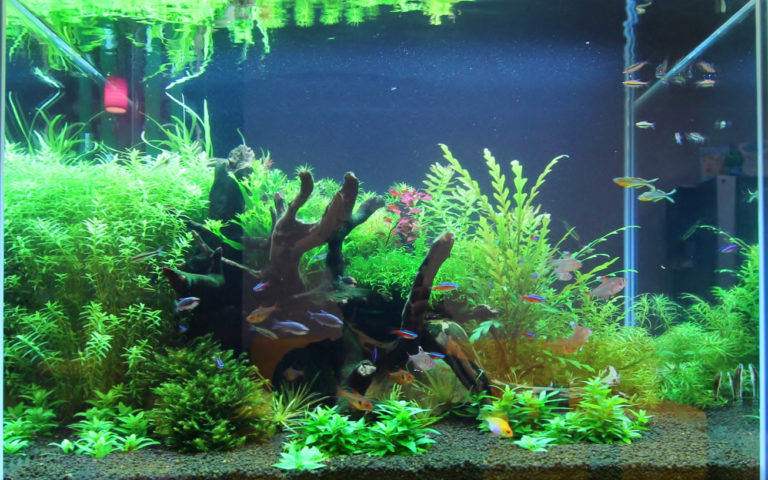 流木と水草が茂る水槽内を泳ぐ小型カラシンと熱帯魚群