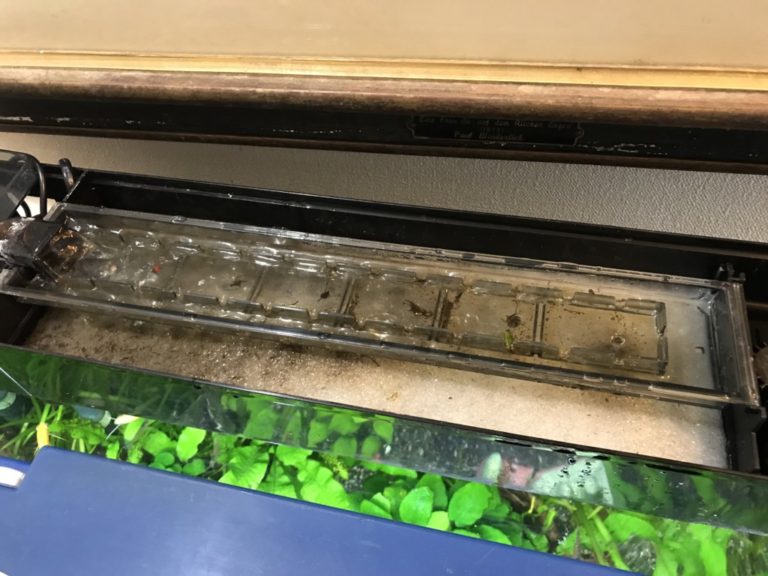 汚れの付着した水槽用上部フィルターの散水板とろ過槽