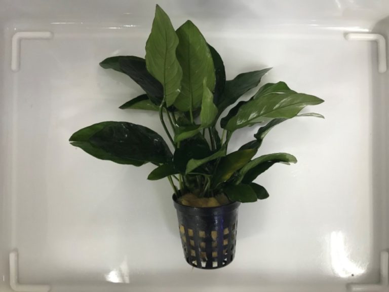 黒いポットに植えられたアヌビアス類の水草