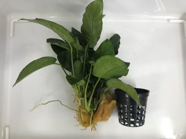 黒いポットから取り出したアヌビアス類の水草