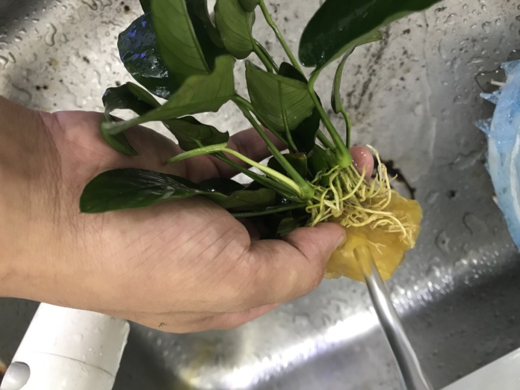 水道水でアヌビアス類の根を洗浄する手元の写真