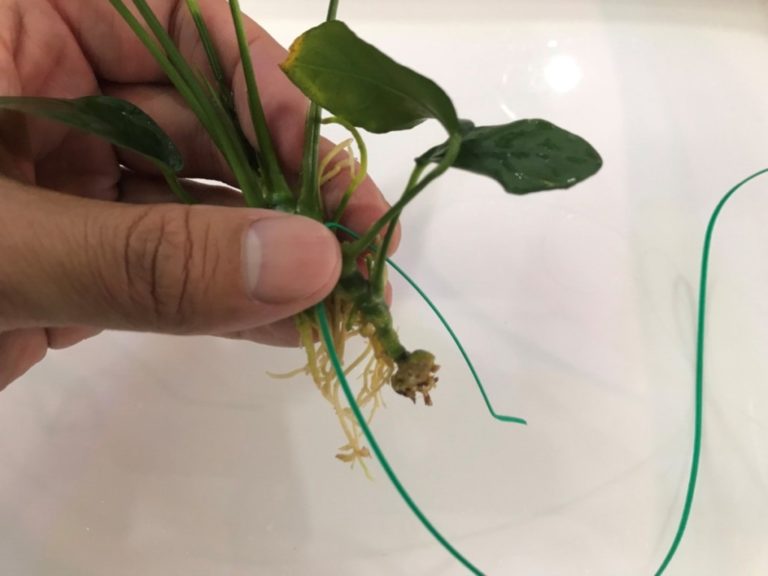 指で持ったアヌビアス類の水草と緑色のビニールタイ