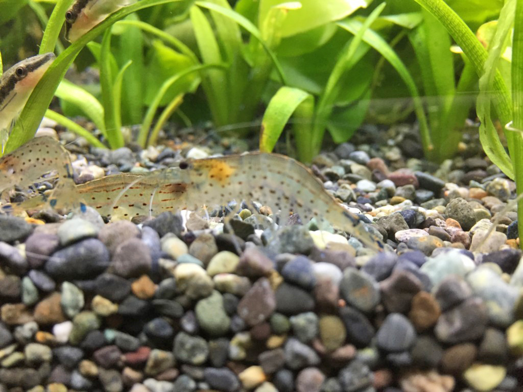 砂利の上を歩くエビと水草の陰に潜む小型熱帯魚