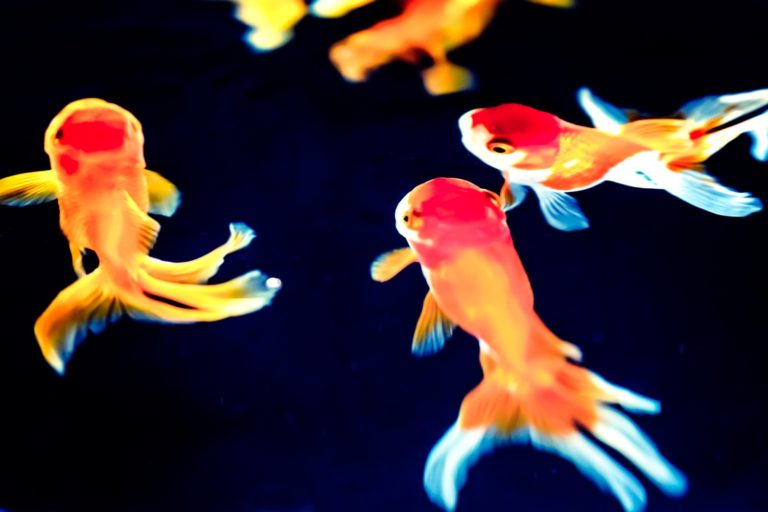 アクアリウム 水槽と風水の関係【決定版】のサムネイル画像