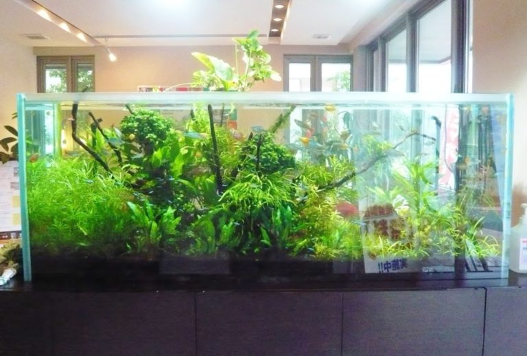 水草が密生する大型の淡水魚水槽と室内の風景