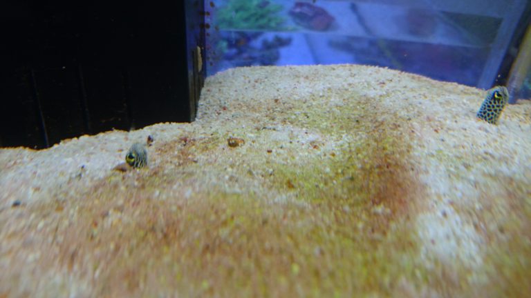 砂から顔を出すチンアナゴの仲間と水槽の底砂