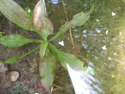 水槽の底砂に植えられた赤みを帯びた水草と周囲の苔