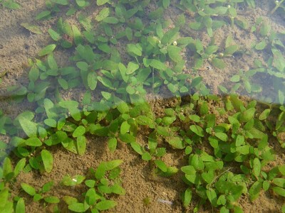 砂地に群生する緑色の水草と水面の反射