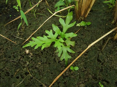 湿った土壌から芽吹いたギザギザした形状の水草の若葉
