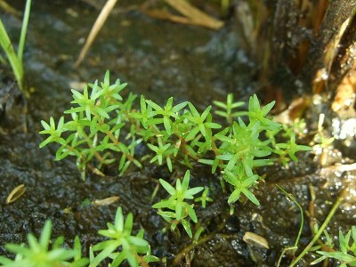 湿った土壌に群生する細い葉を持つ水草の仲間