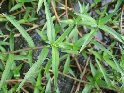 水面に群生する細長い葉を持つ水草の俯瞰写真