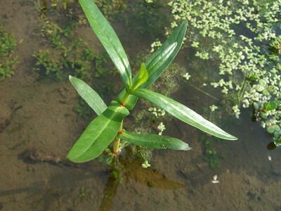 水面から茎を伸ばす水草と浮き草が浮かぶ水辺の風景