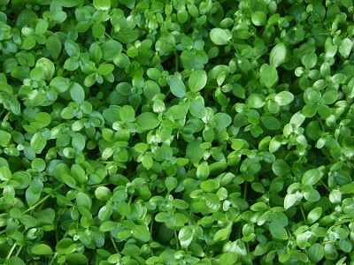 水槽の底面を覆うように群生する緑色の水草