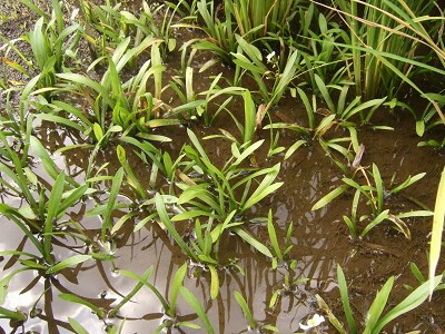 浅い水辺に群生する細長い葉を持つ水草と白い小さな花