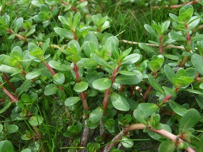 赤い茎と丸い葉が特徴的な水草の群生