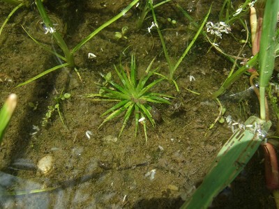 水底に自生する放射状の葉を持つ水草と周囲の植物群