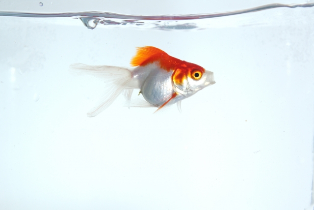 白い背景の水槽内を泳ぐ赤と白の更紗模様の金魚