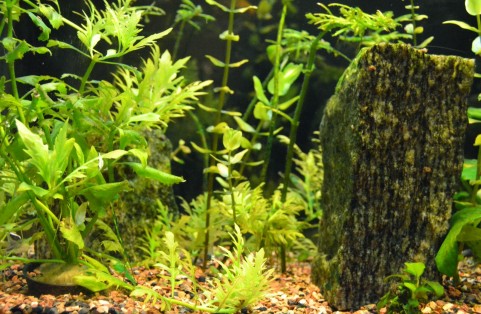 水槽内の石と数種類の水草が植えられたレイアウト
