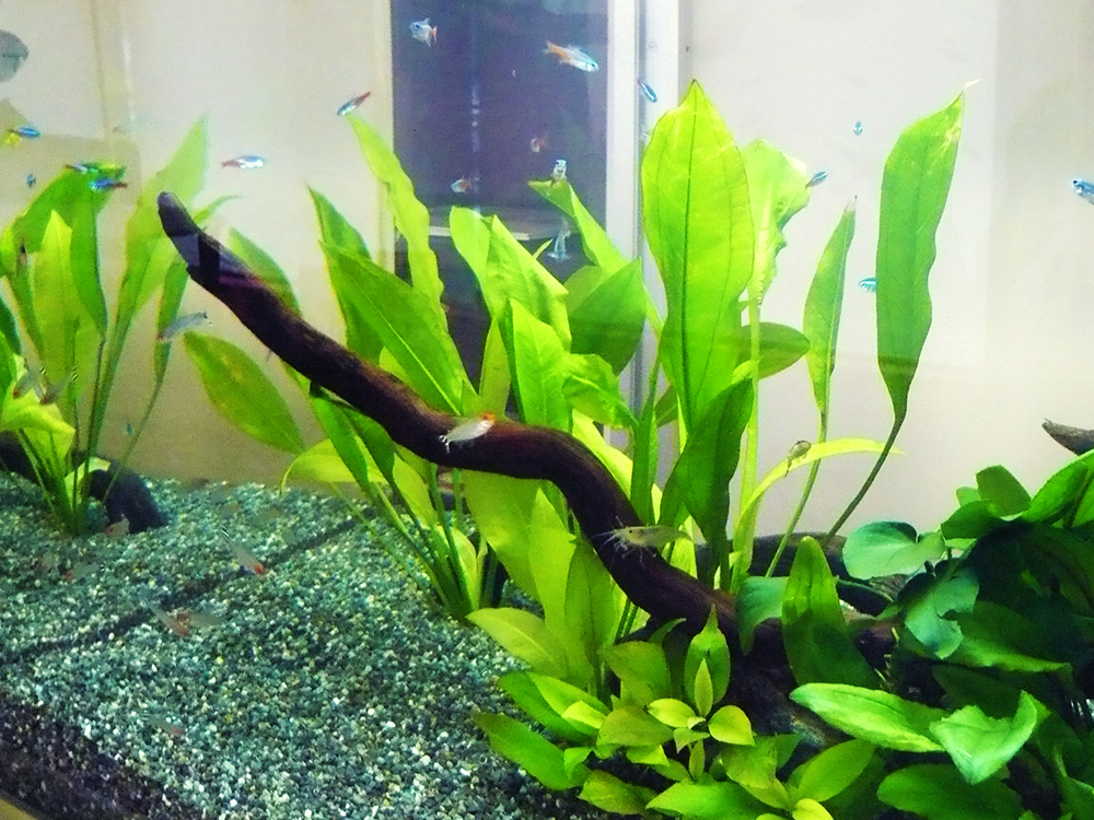 流木と水草の周りを泳ぐネオンテトラの仲間と小型熱帯魚