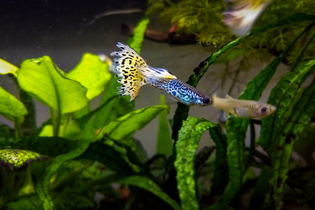 水草の間を泳ぐグッピーとミクロソリウム類の水槽風景