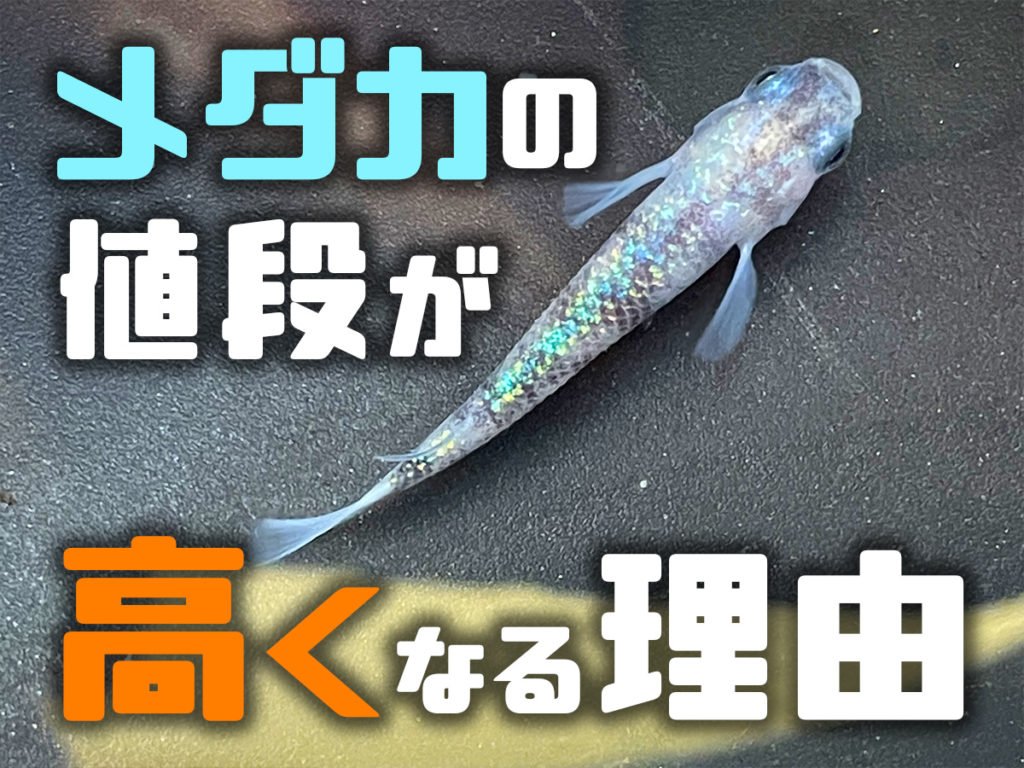 メダカの値段が高くなる理由！1匹100万円もありえる！高級メダカとはのサムネイル画像