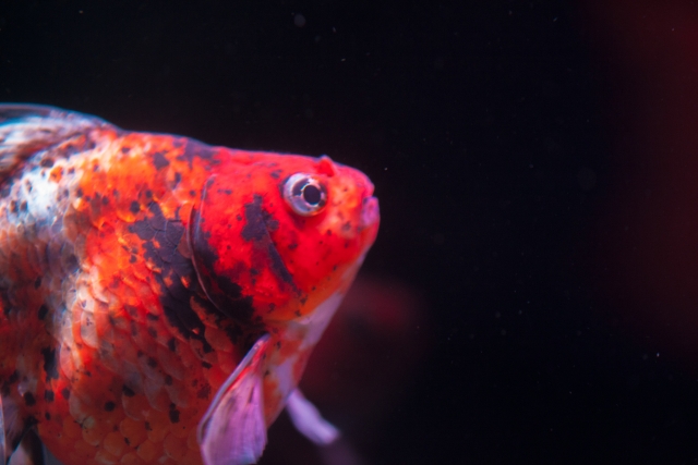 黒い背景を泳ぐ赤と黒の斑点模様がある金魚の頭部周辺