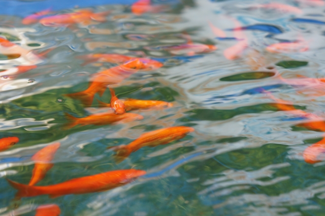 水面付近を泳ぐ赤い金魚の群れと波立つ水面