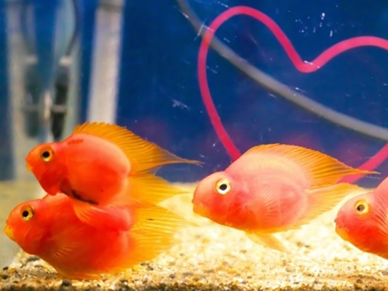 水槽内を泳ぐ赤い熱帯魚と背景のハートマークの装飾