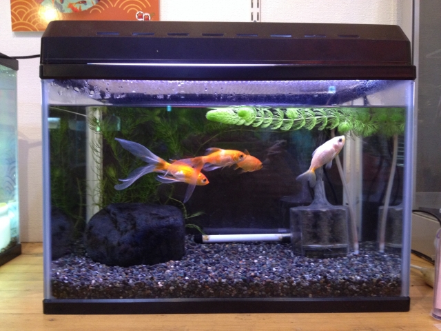 金魚と水草が入った黒い砂利の屋内飼育水槽