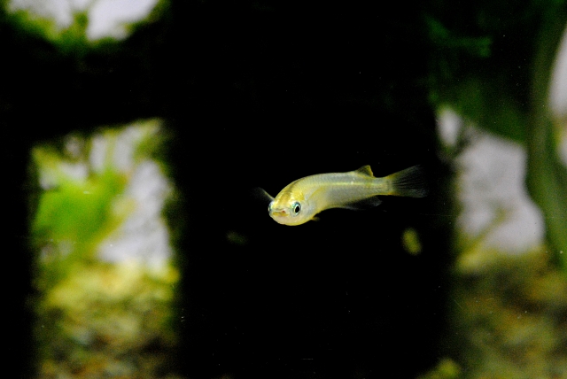 水槽内を泳ぐ一匹のメダカと背景の水草や流木