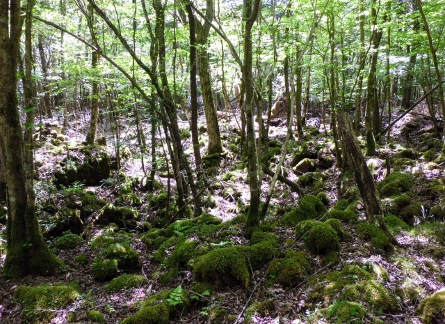 苔むした岩場と木々に日光が差し込む森の風景