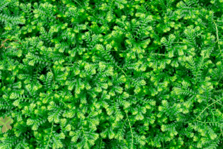 鮮やかな緑色をした水草が密集して群生する様子